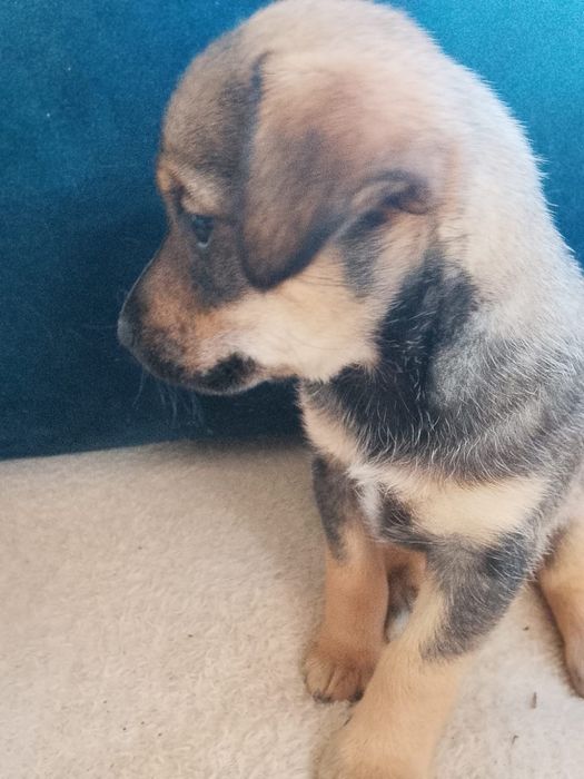 Отдам щенка бесплатно