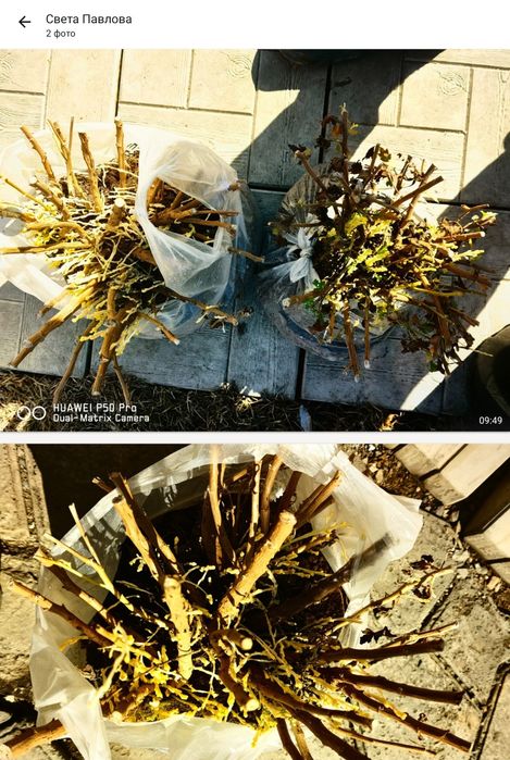 Хризантема мультифлора