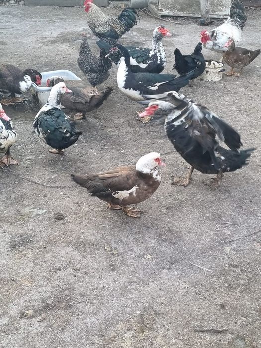 Домашняя пицца .Индаутки.