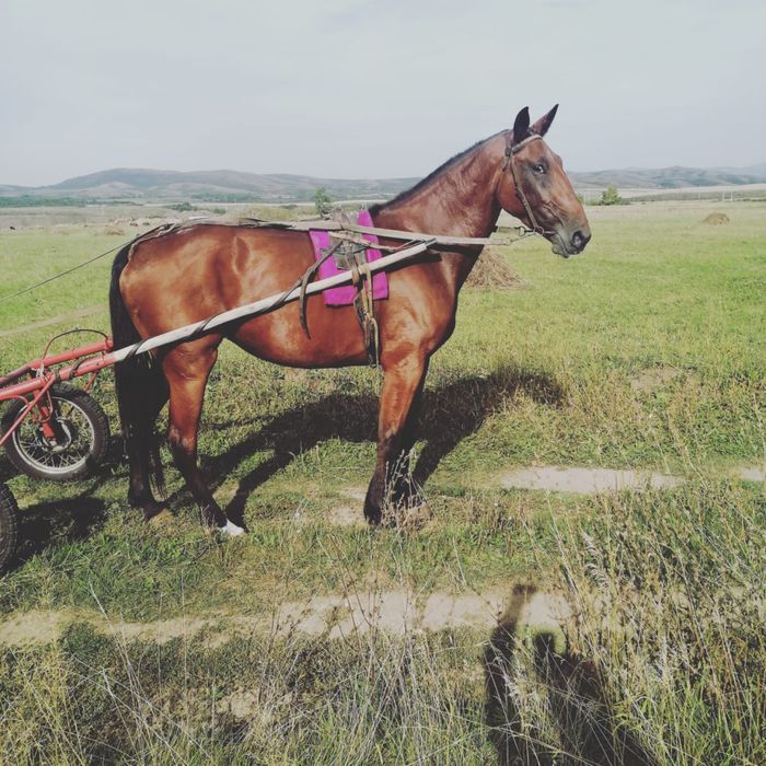 Продам жеребчика  инаходца