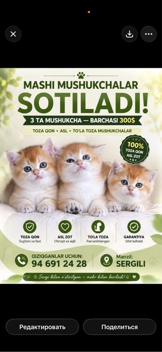 Mushuk bolalari toza qon shinshillalar ota ona toza zotli ishonchli