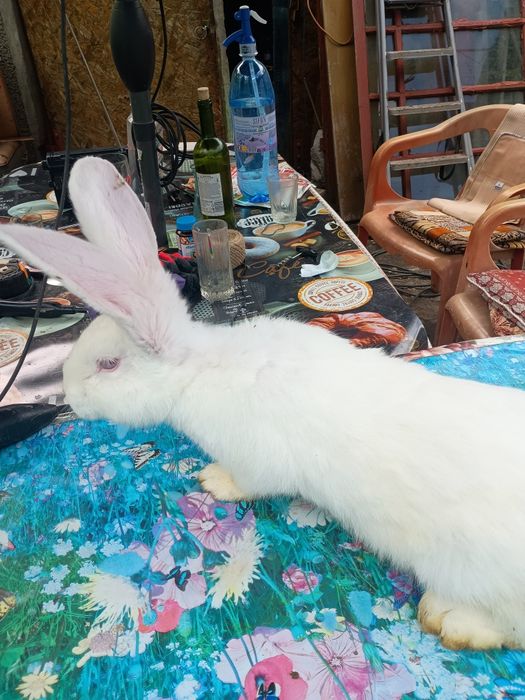 Vând iepuri rasă mare