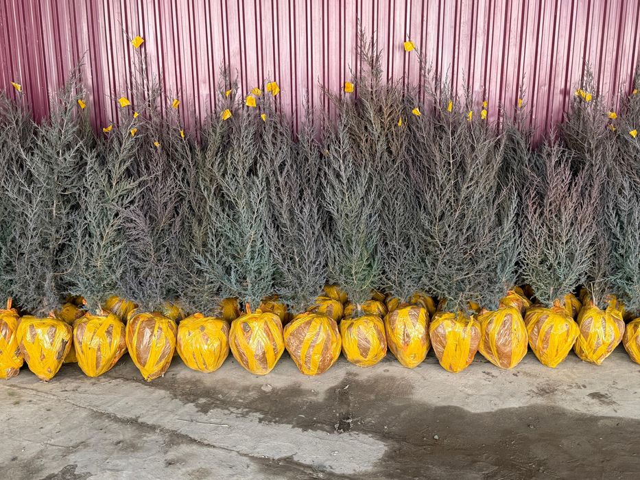 Саженцы көшет всех видов