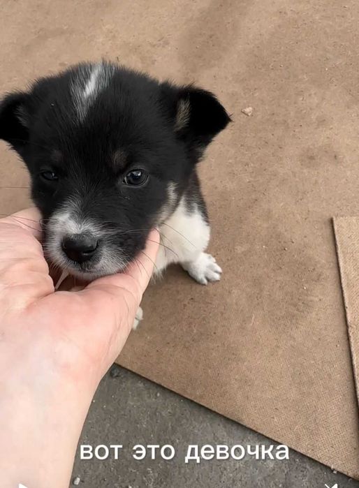 Щенки ищут дом! Есть мальчики и девочки!