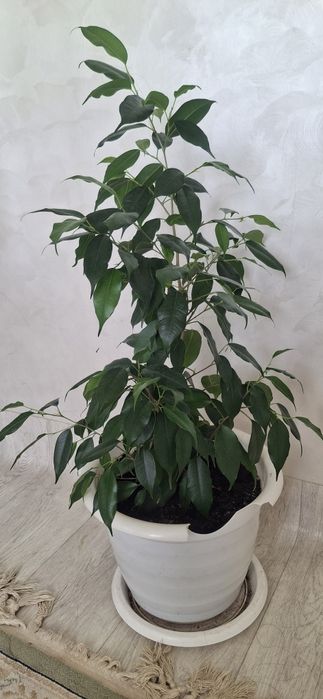 Гул     сатылады