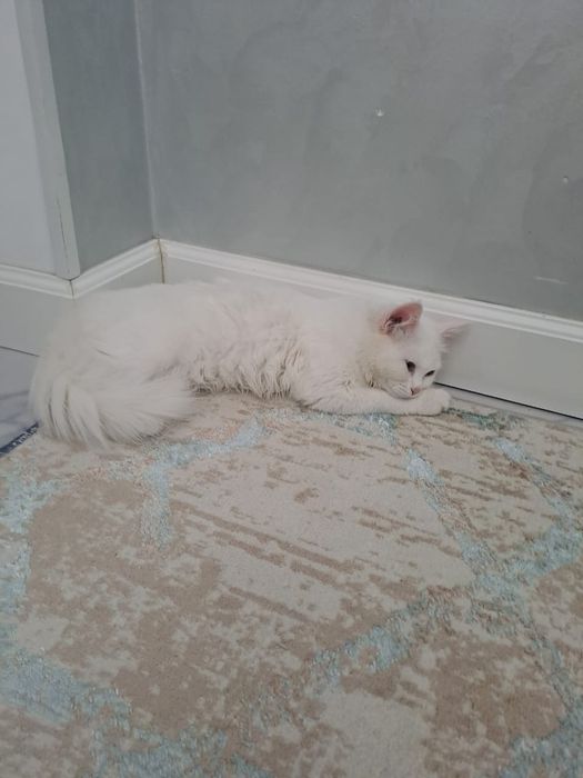 Кошка мысык сатылады
