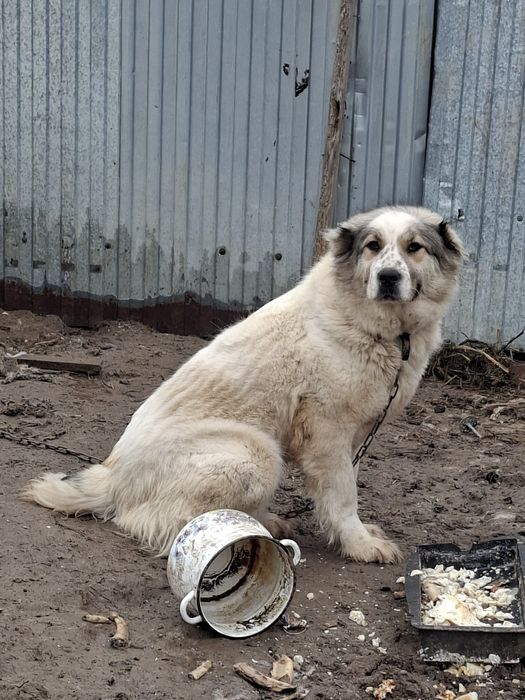 Продам алабая девочка