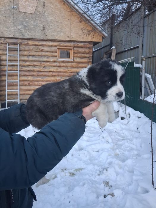 Щенки САО (алабай)