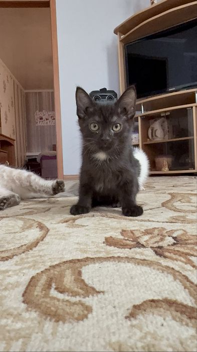 Персидские полукровки читать ниже