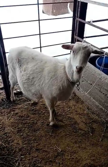 Занен тоқал ешкі сатылады