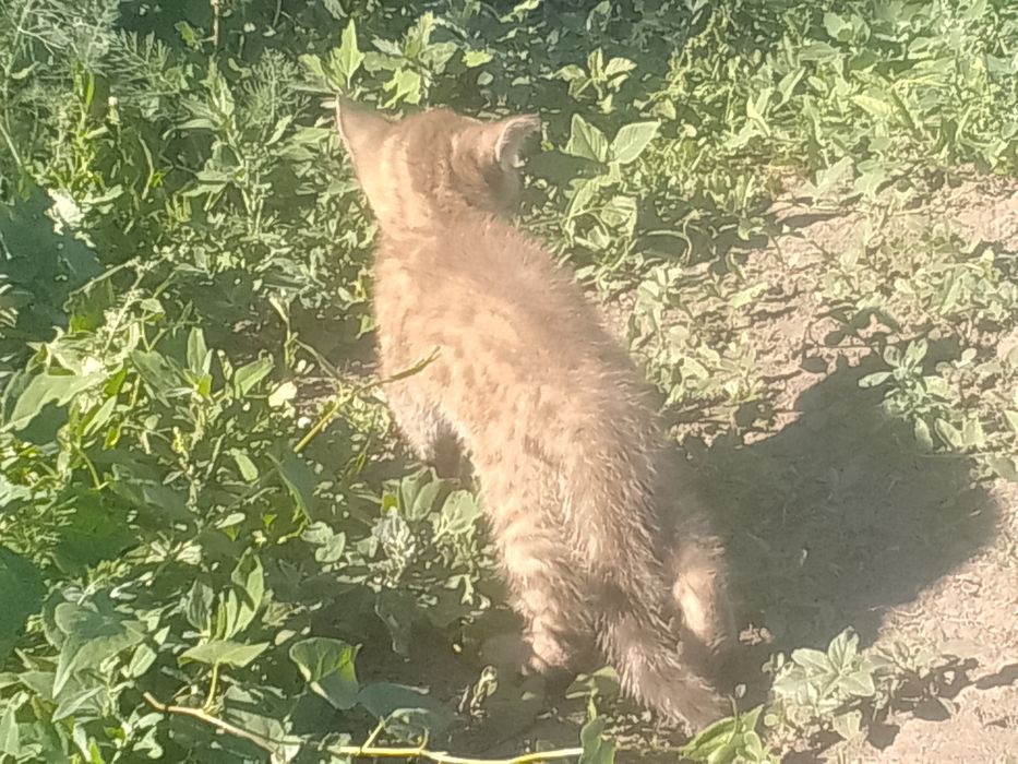 Котёнок ищет дом.