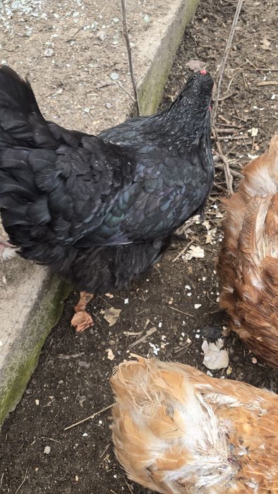 Цыплята суточные