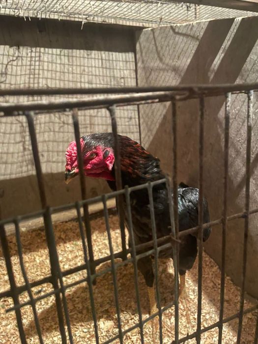 Обмен дакана обмен