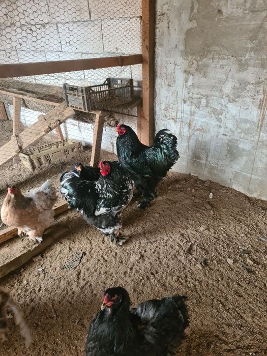 Cocos brahma negru și bobat