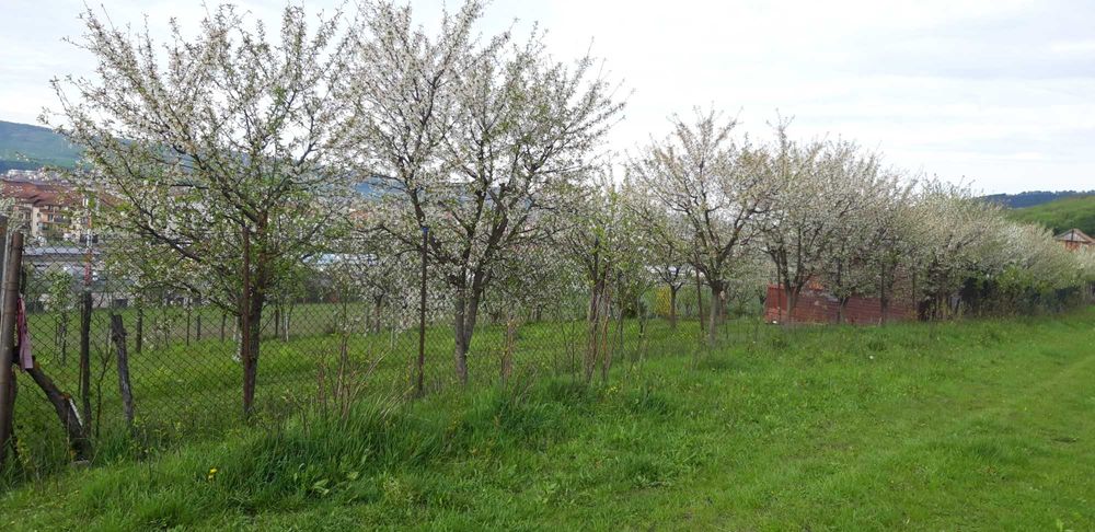 vand teren  intravilan  in centrul loc. Floresti