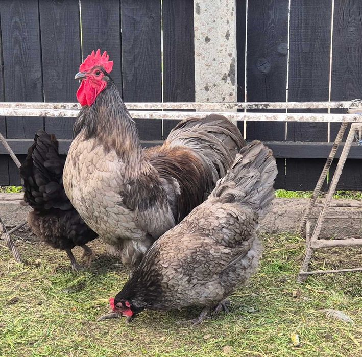 Familie Australorp 2+1 disponibilă