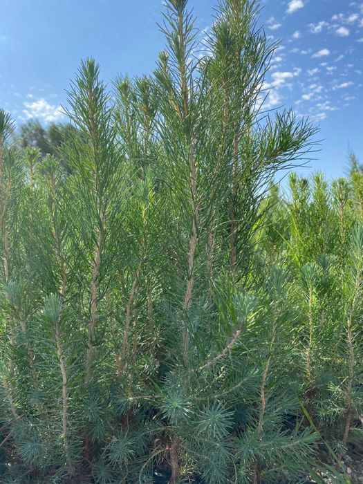 Можжевельник трехгодичный