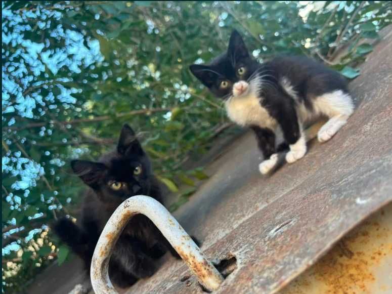 Кошечка в добрые руки