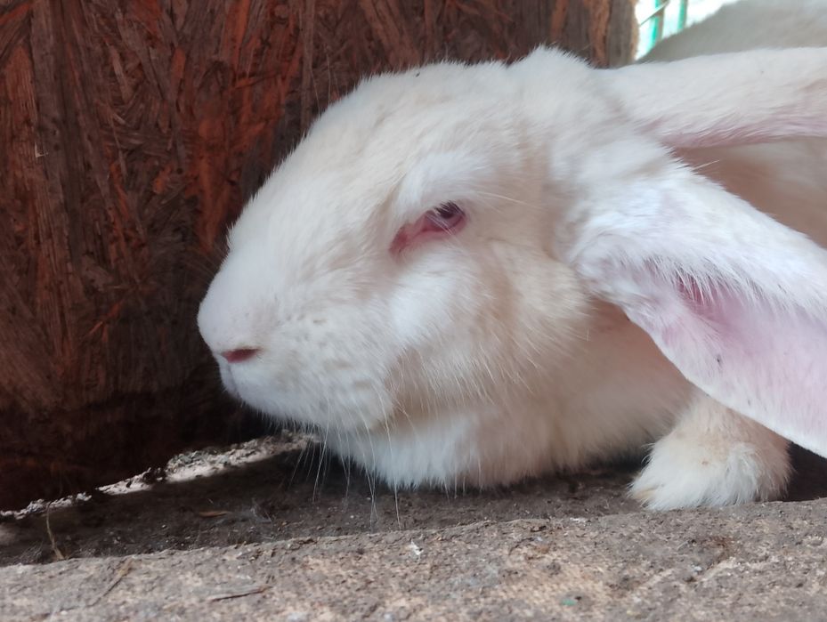 кролик крольчата