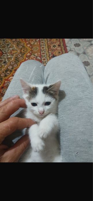 Отадм девочек в добрые руки