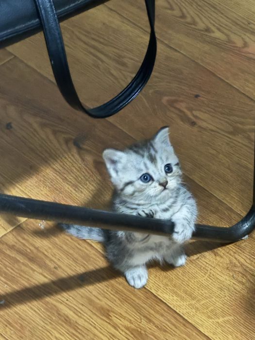 Котята 2 месяца, готовы к переезду