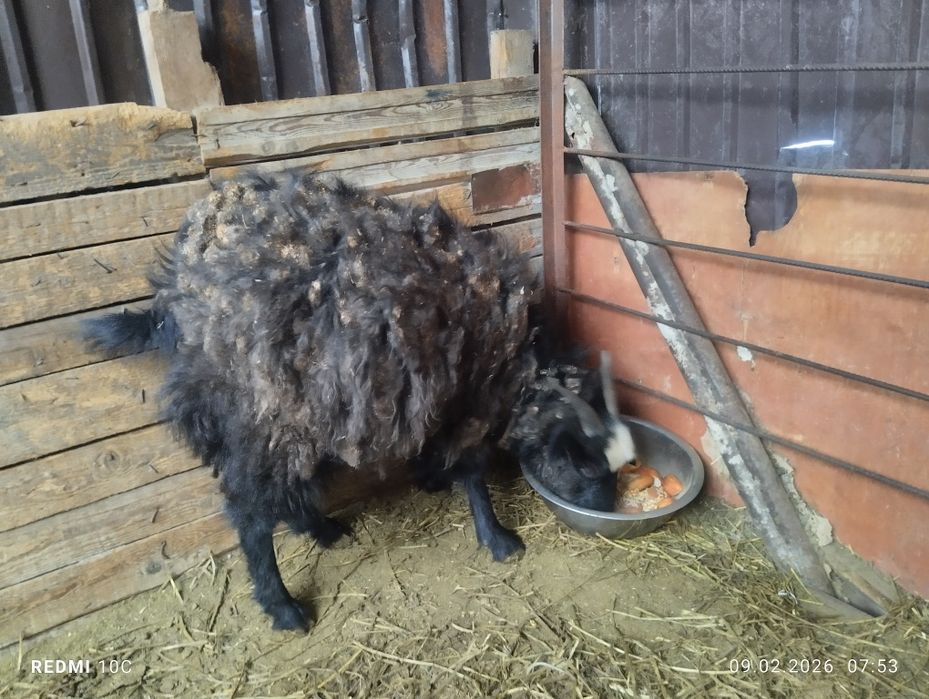 Дойная коза 4 литра