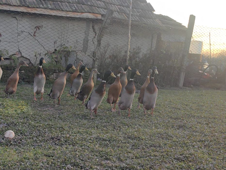 Oua pentru icubat - Rate Indiene Alergatoare Crescute Natural