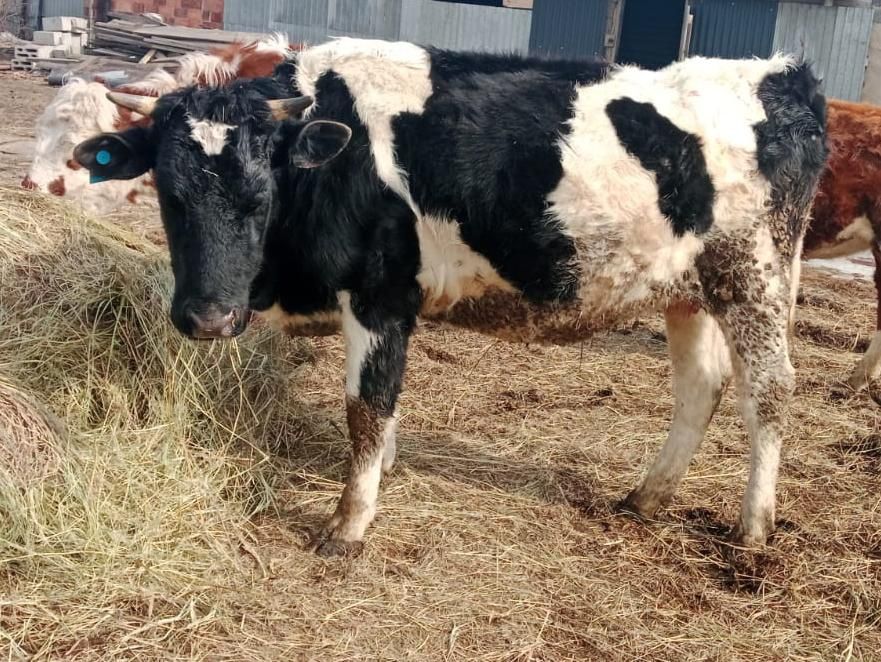 Карова и телёнок