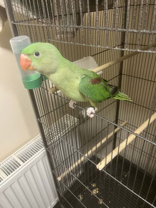 Голям Александър