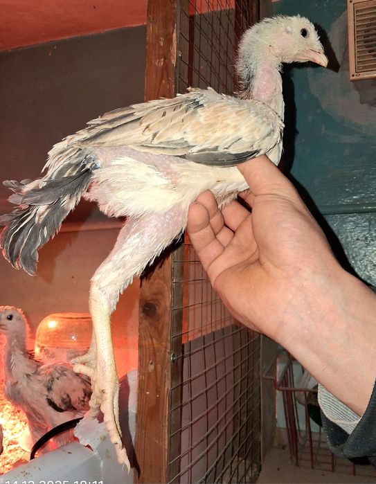 Продам бойцовых кур!