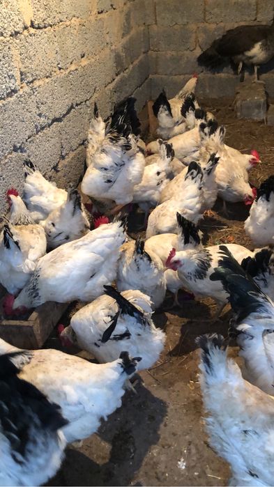 Адлер сатылады жумырткасыда бар