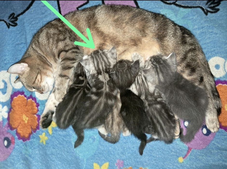 Котёнок. Девочка. Страйт