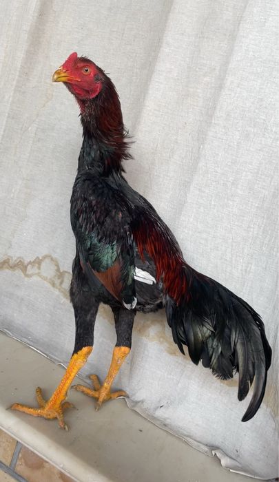 Juja iyul chiqan yirik vesi 3,9 kg bor qoraqizil toza