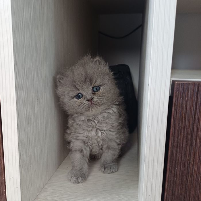 Британски котенца