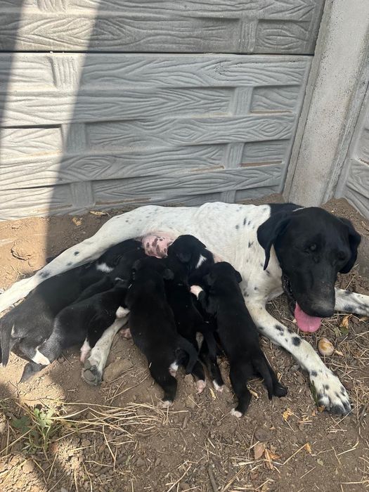 Dau spre adopție căței Brac German