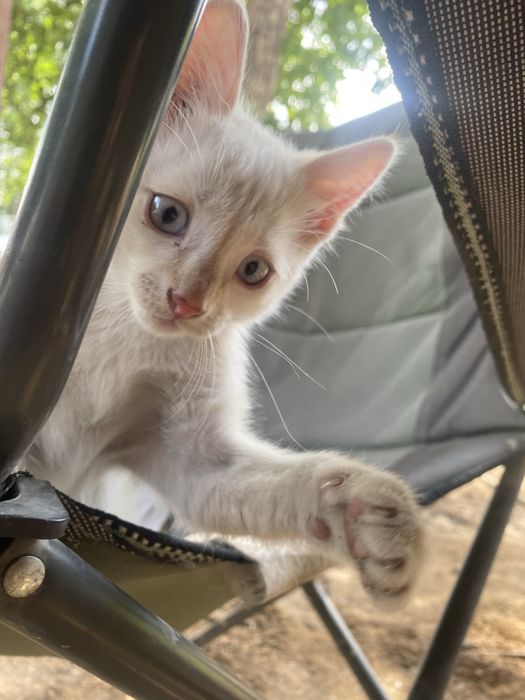 Подарю котика полтора месяца, белый с рыжим хвостиком!