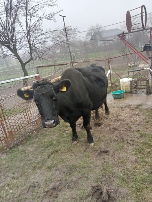 Vacă de vânzare cu vițel în burtă