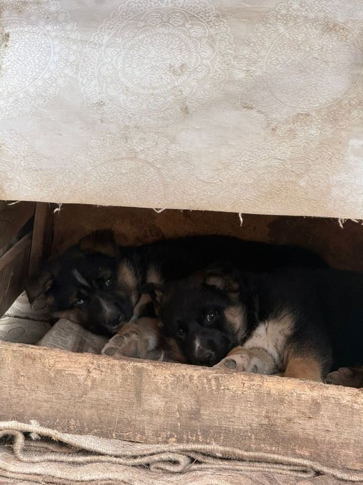 Немецкая овчарка