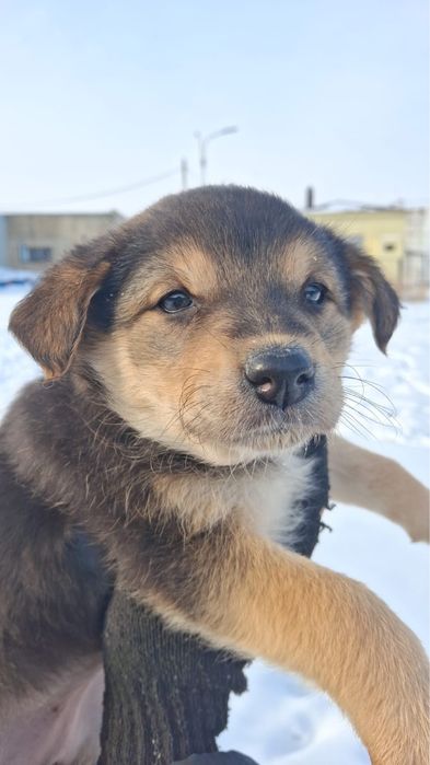 Щенки хорошие толстые