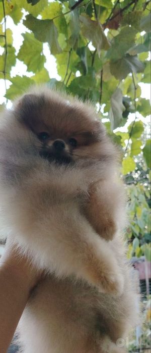 Померанский шпиц