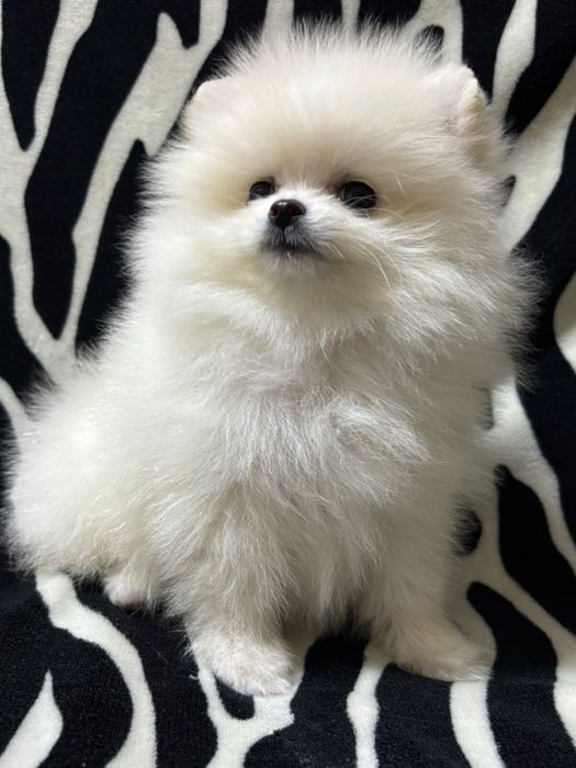 Шикарные шпицы мишки