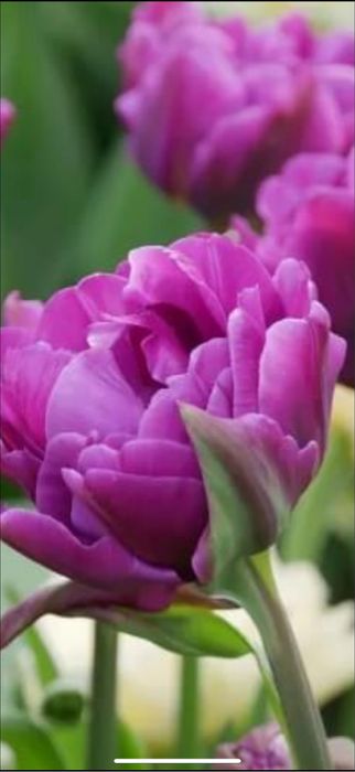 Bulbi de lalele 100 buc 60 lei