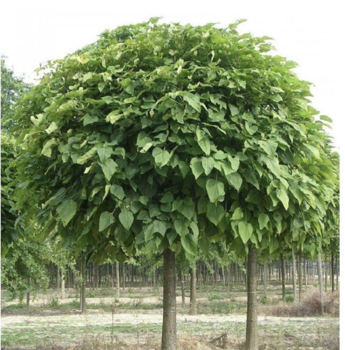 Catalpa globulara