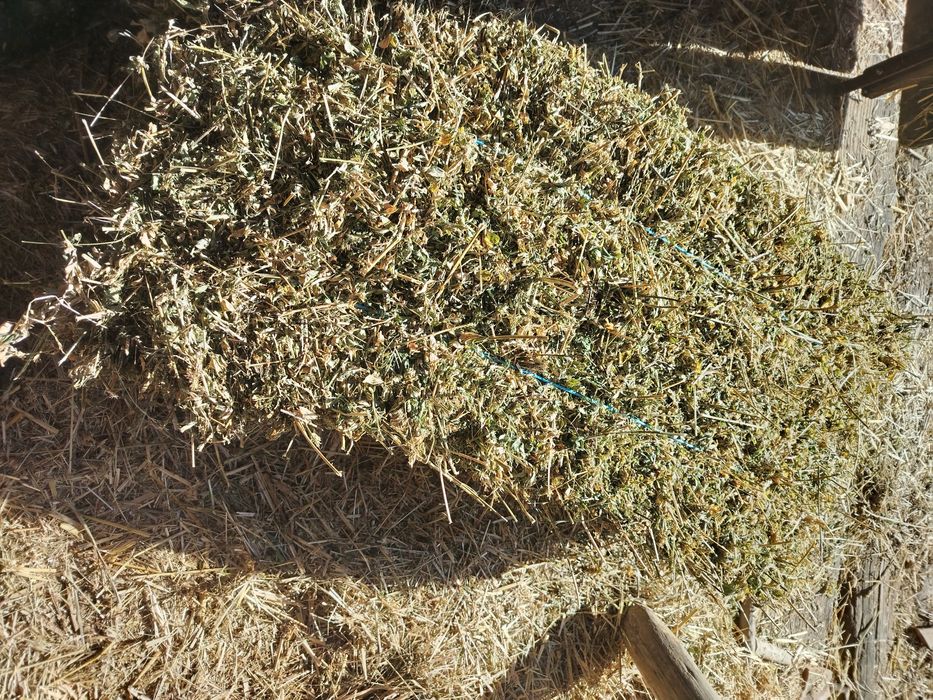 Fân,lucernā otavā