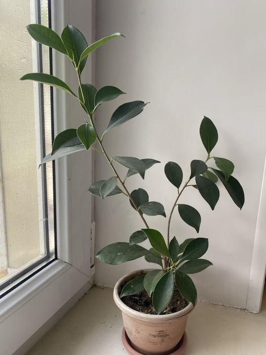 Продам фикус бенджамина