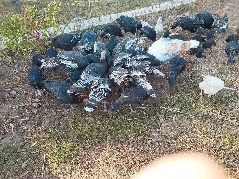 Продам продам продам