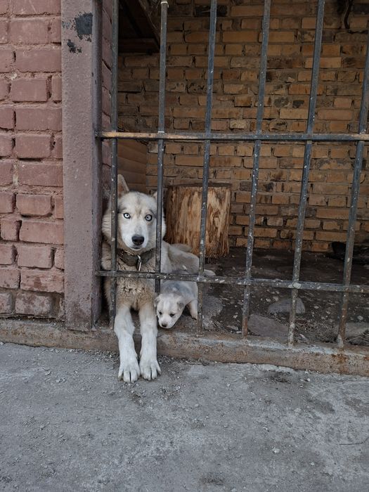 Отдам щенка мама Хаска