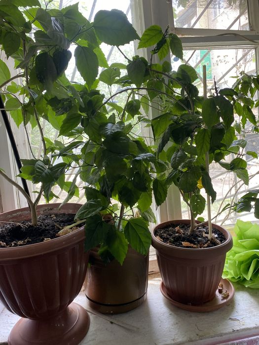 Розы в горшке