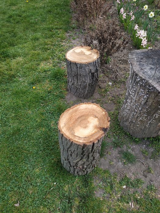 Орехови трупи 2.5 м