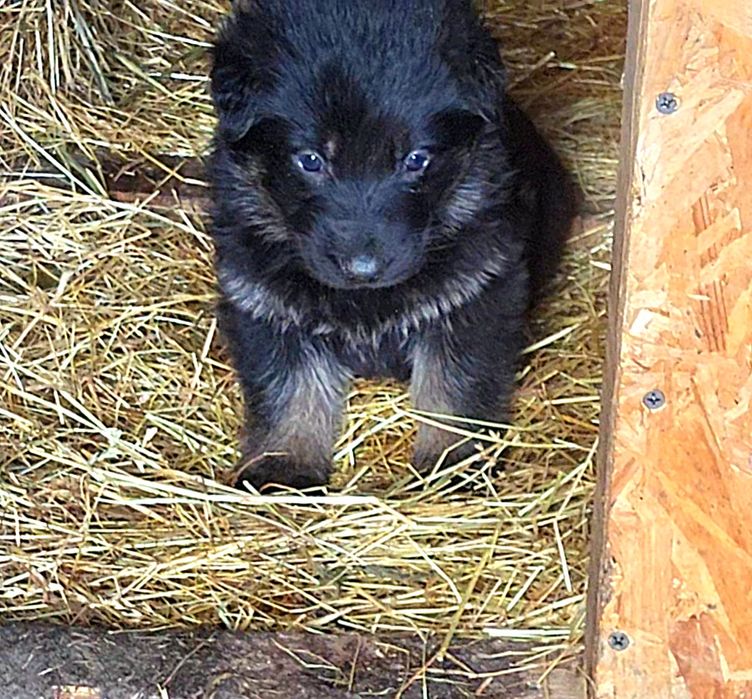 Ciobanesc german linie veche